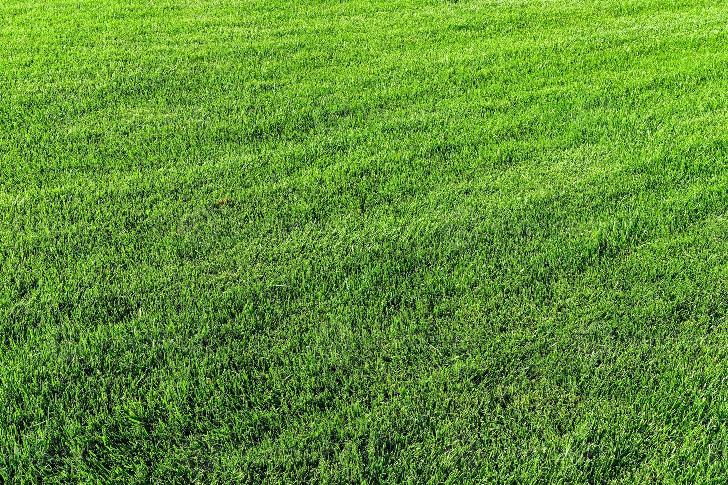 Texture of green grass on the lawn. Natural abstract background. photo