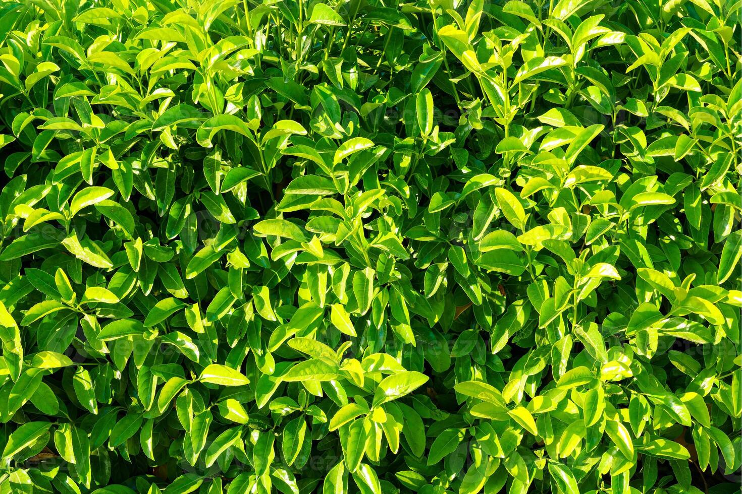 Decorative wall from a plant with green leaves. Natural pattern. Abstract background. Landscaping. photo