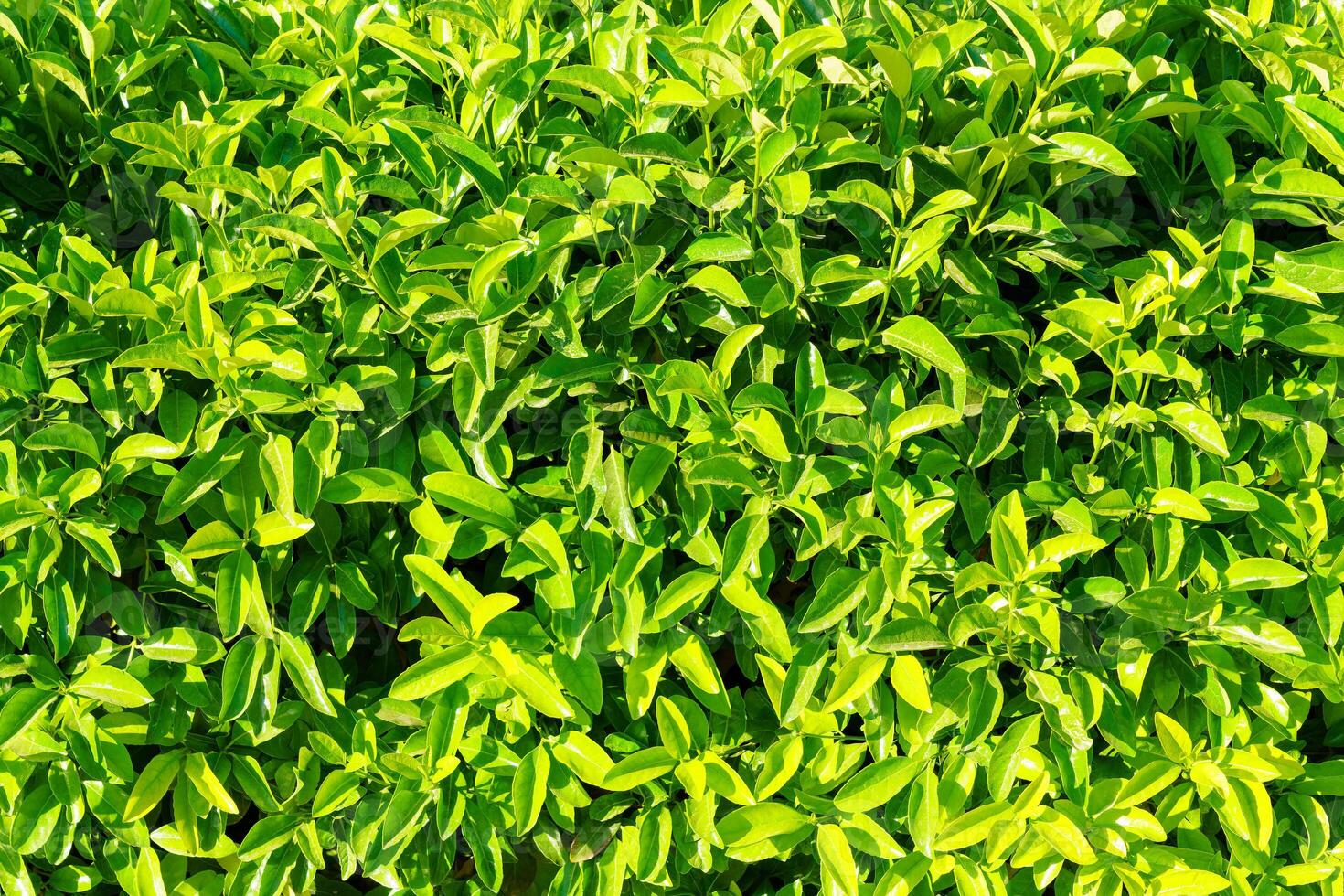 Decorative wall from a plant with green leaves. Natural pattern. Abstract background. Landscaping. photo