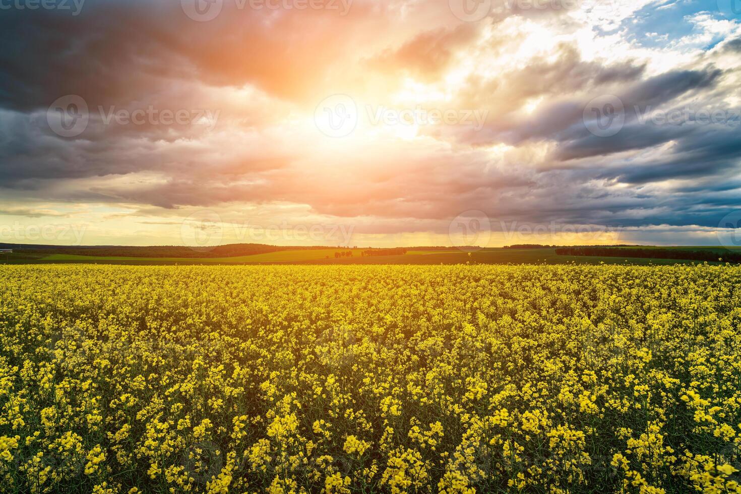 un que se acerca tormenta en un floración colza campo. foto