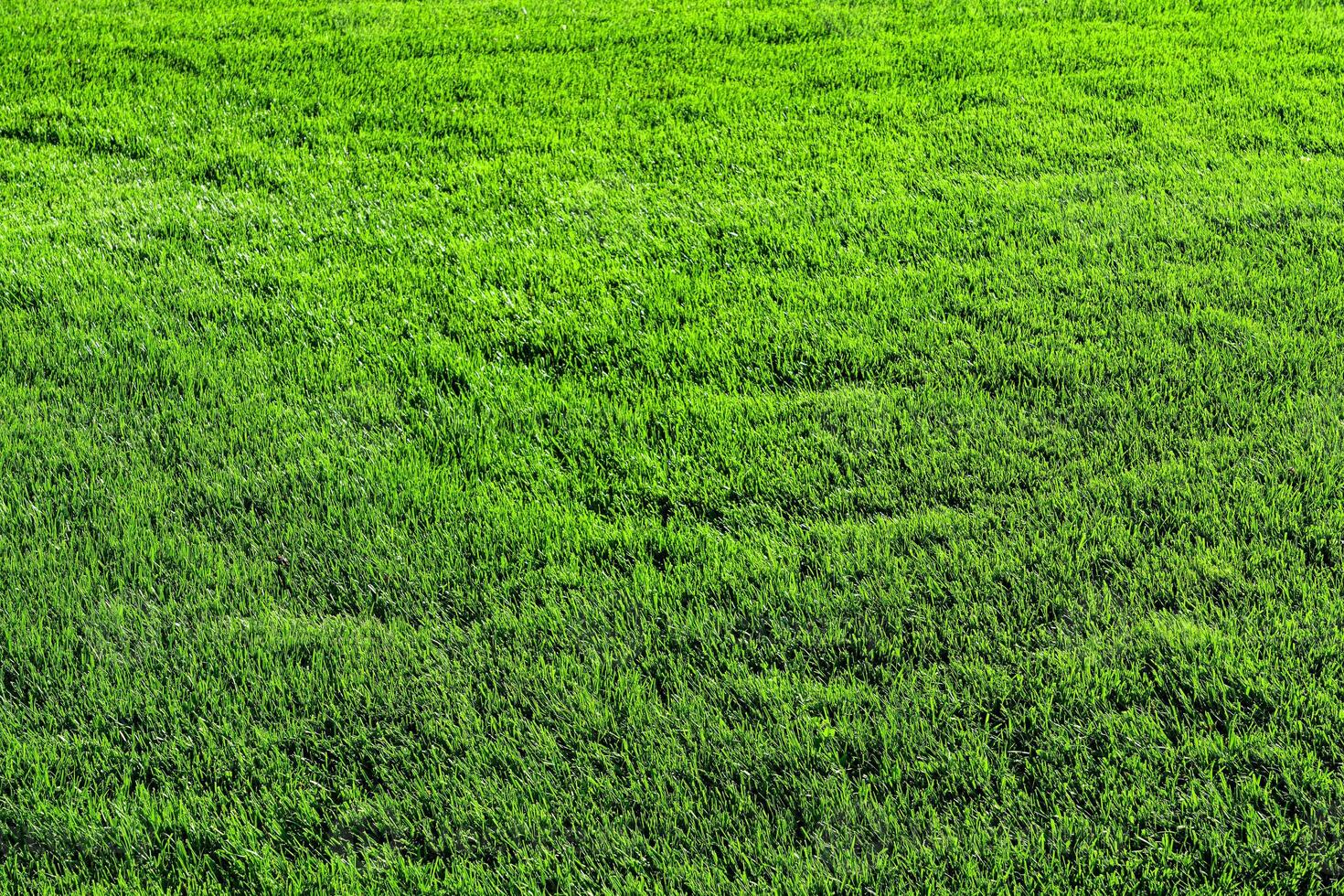 Texture of green grass on the lawn. Natural abstract background. photo