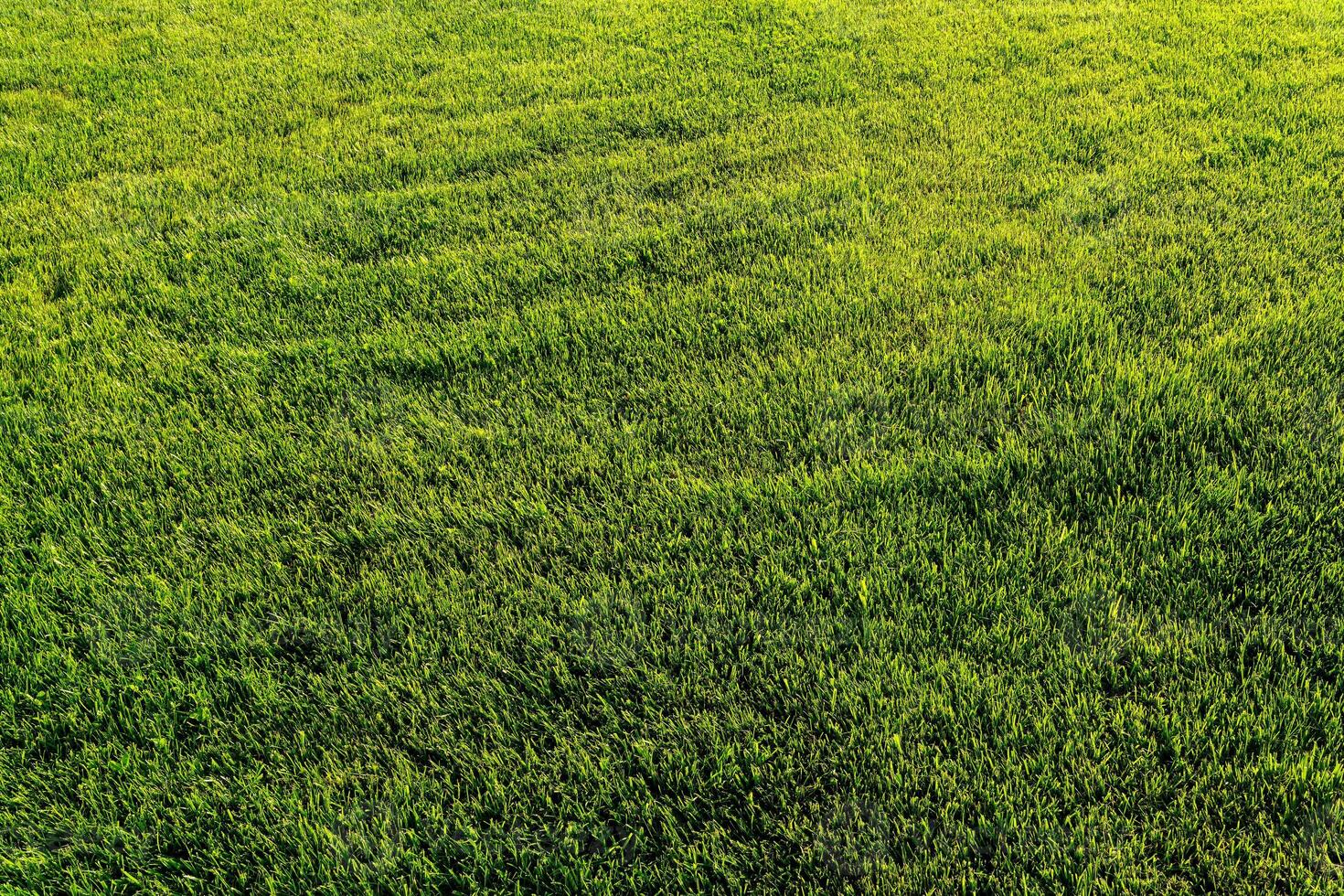 textura de verde césped en el césped. natural resumen antecedentes. foto