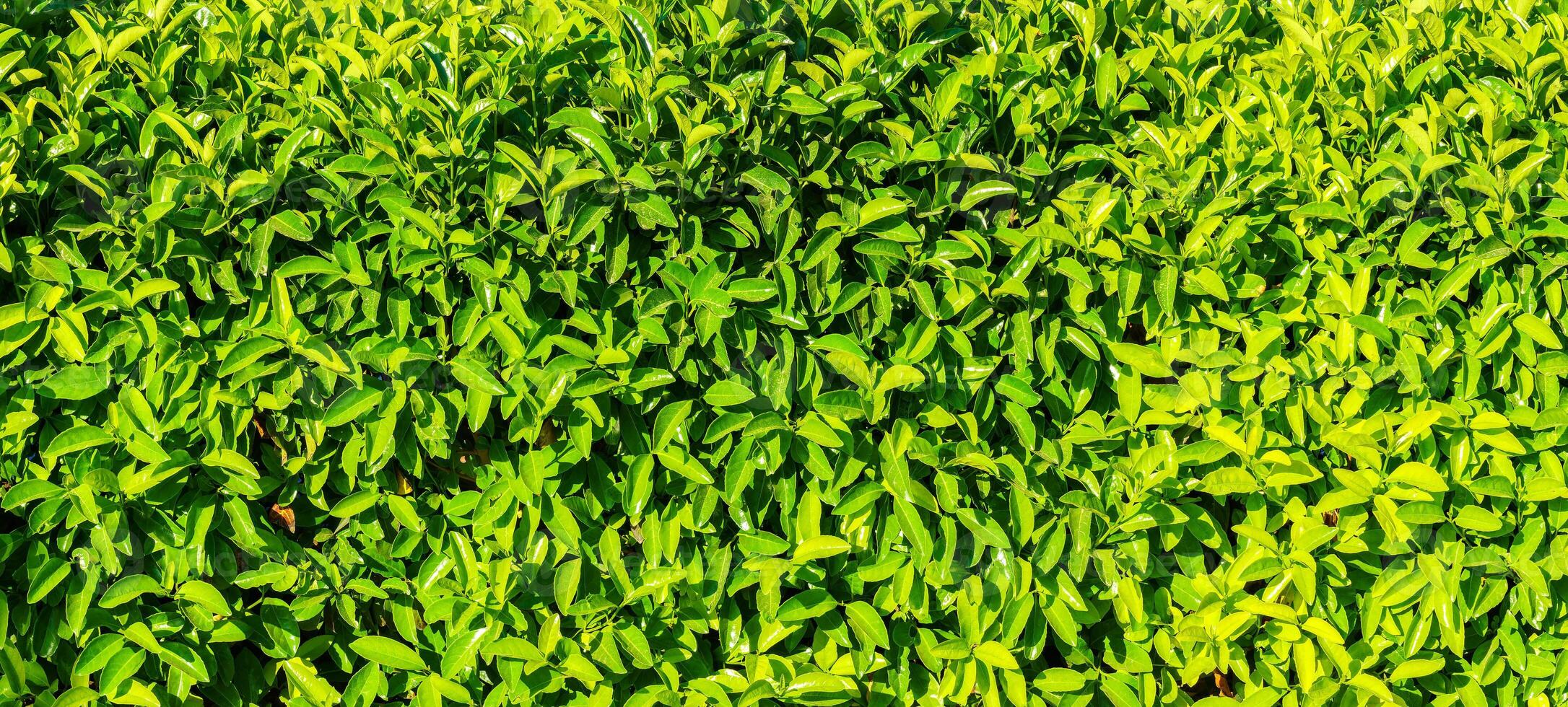 Decorative wall from a plant with green leaves. Natural pattern. Abstract background. Landscaping. photo