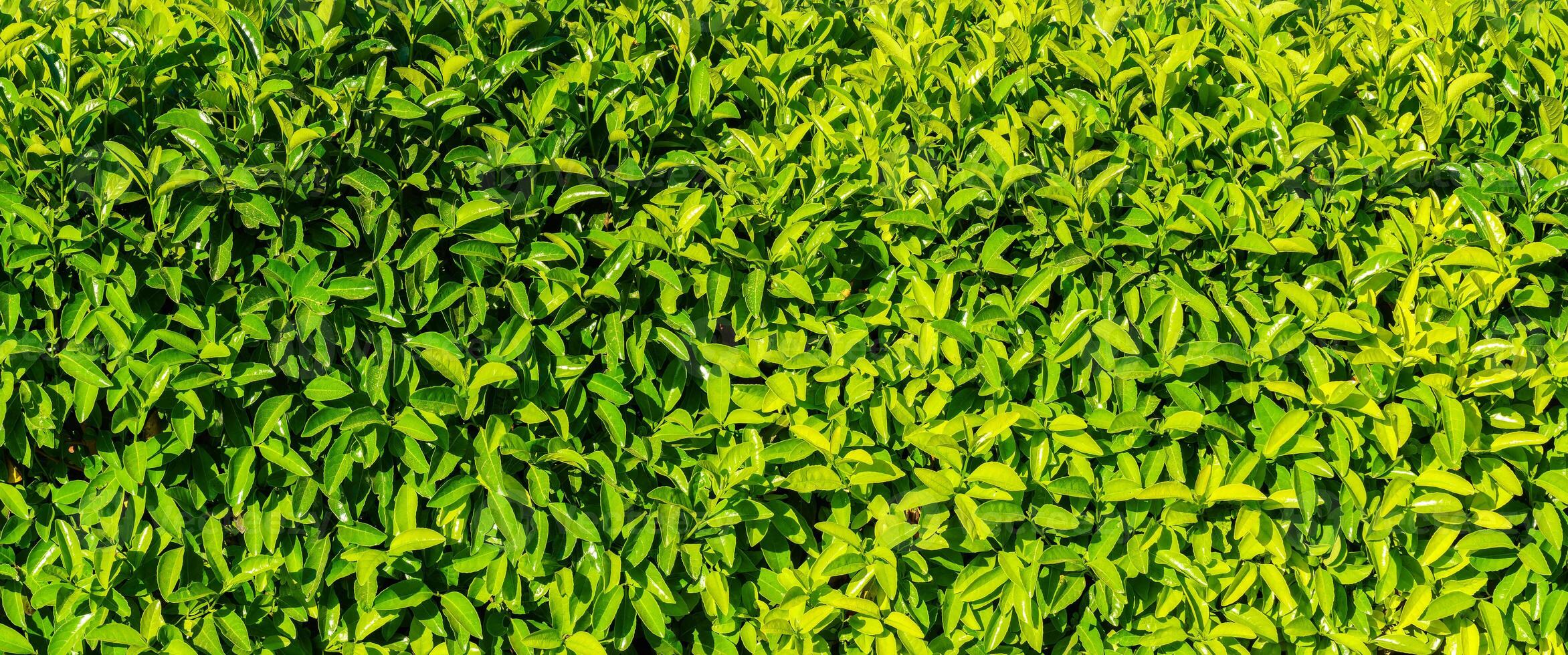 Decorative wall from a plant with green leaves. Natural pattern. Abstract background. Landscaping. photo