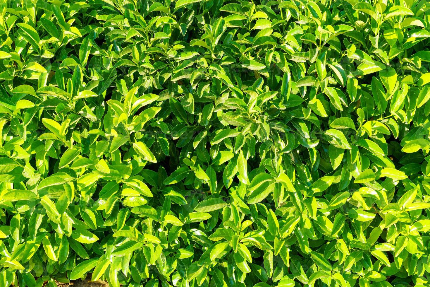 Decorative wall from a plant with green leaves. Natural pattern. Abstract background. Landscaping. photo