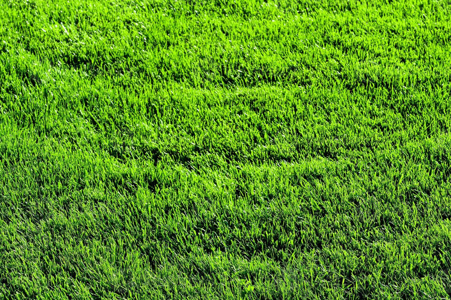 Texture of green grass on the lawn. Natural abstract background. photo