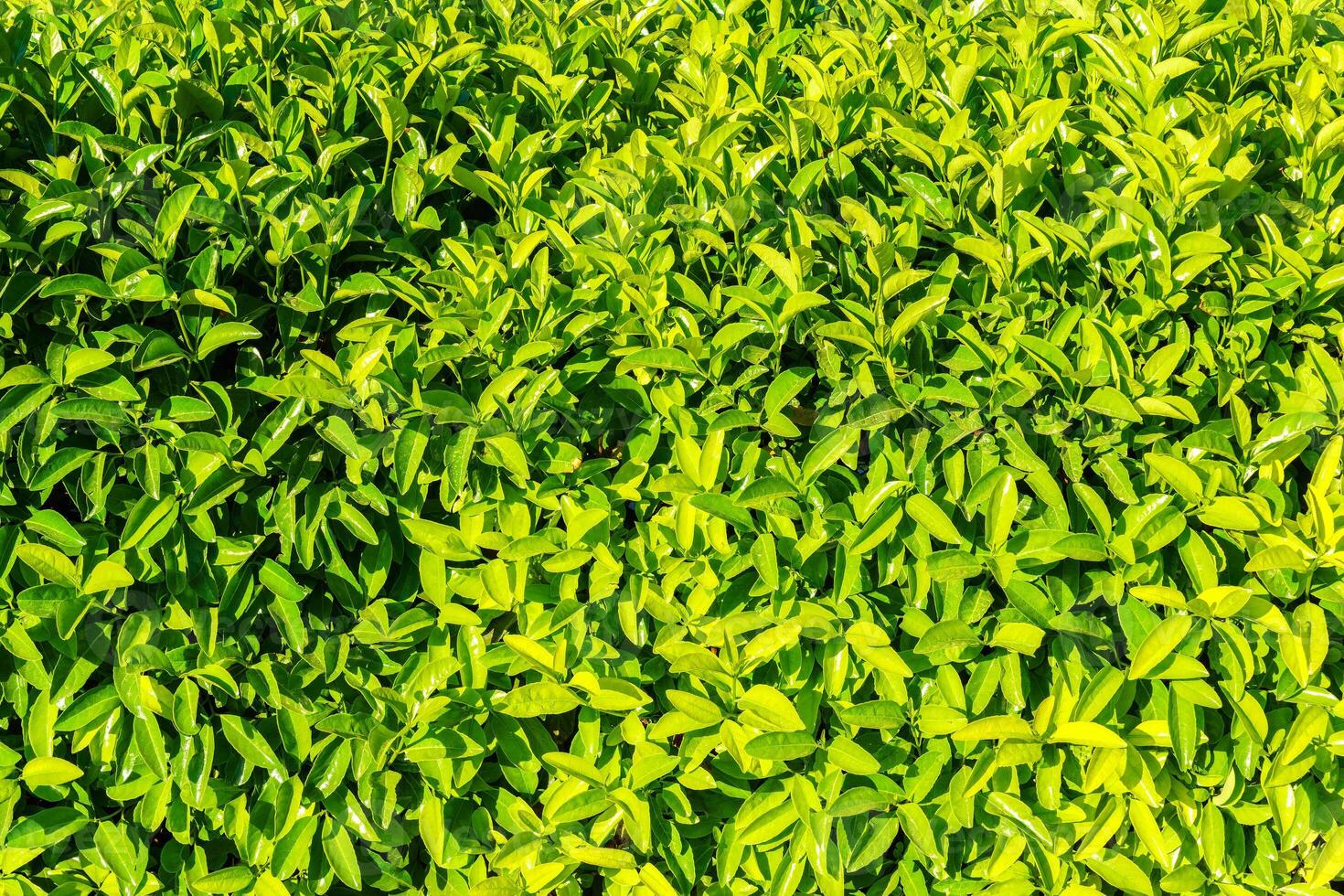 Decorative wall from a plant with green leaves. Natural pattern. Abstract background. Landscaping. photo