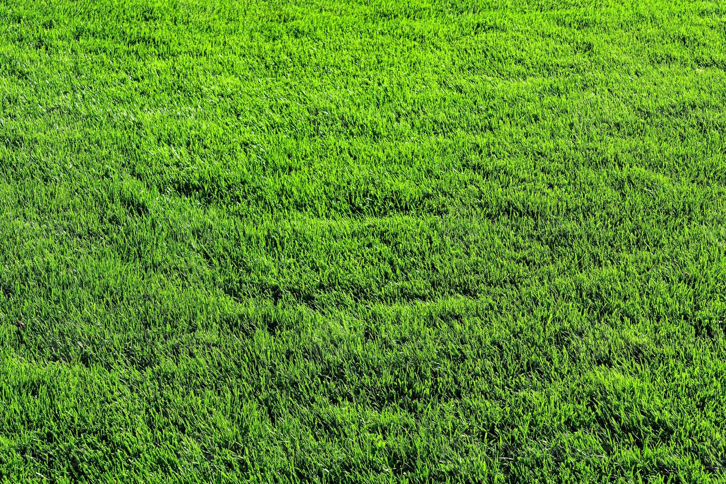 Texture of green grass on the lawn. Natural abstract background. photo