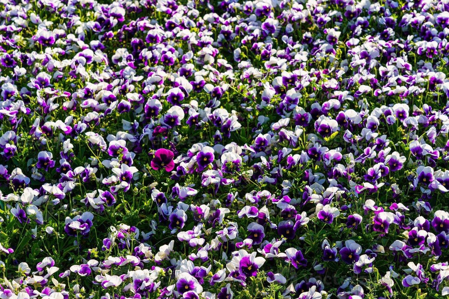 Purple flower bed with blooming decorative flowers. Landscaping. photo