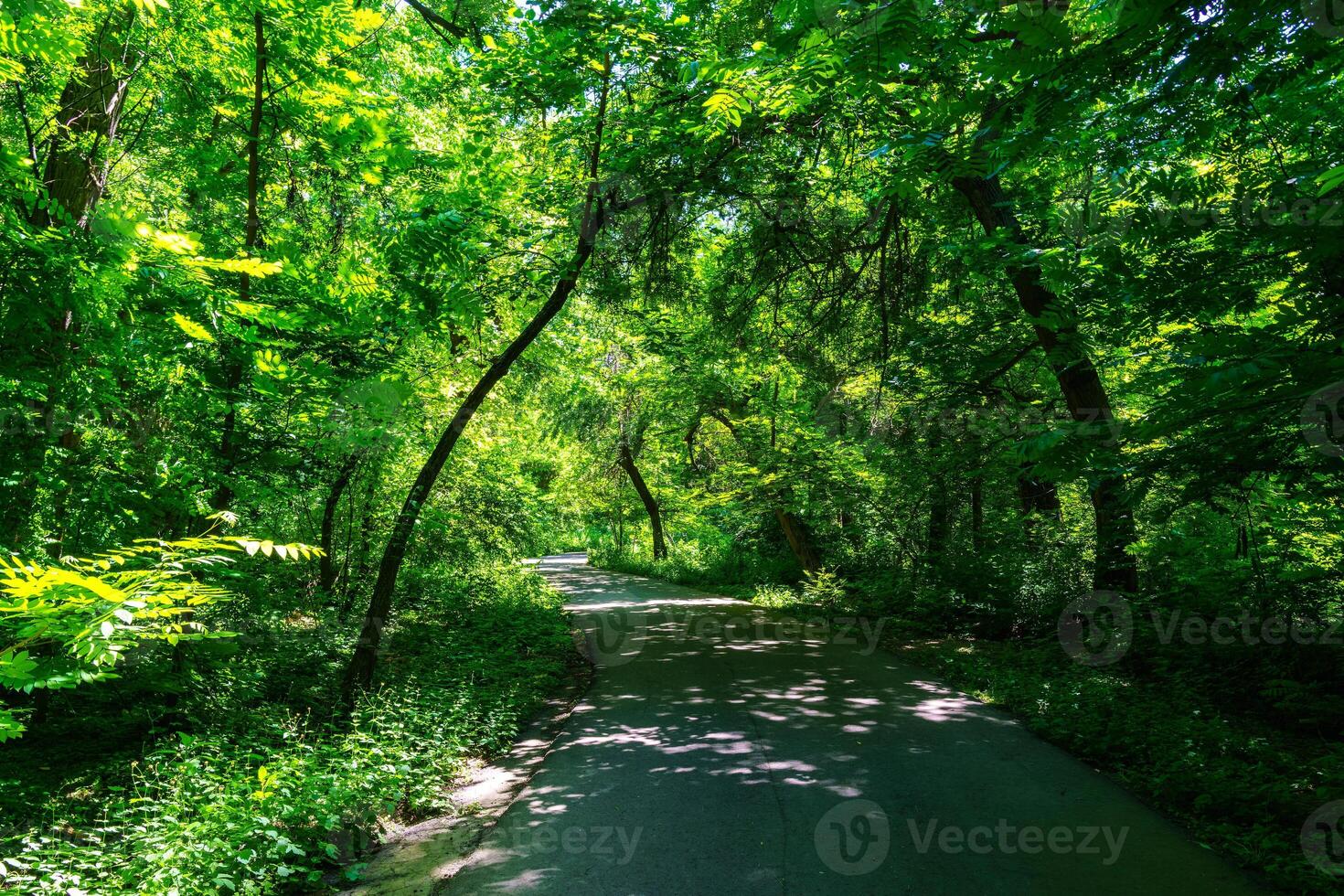 Asphalt road among the trees on a sunny day in the botanical garden. photo