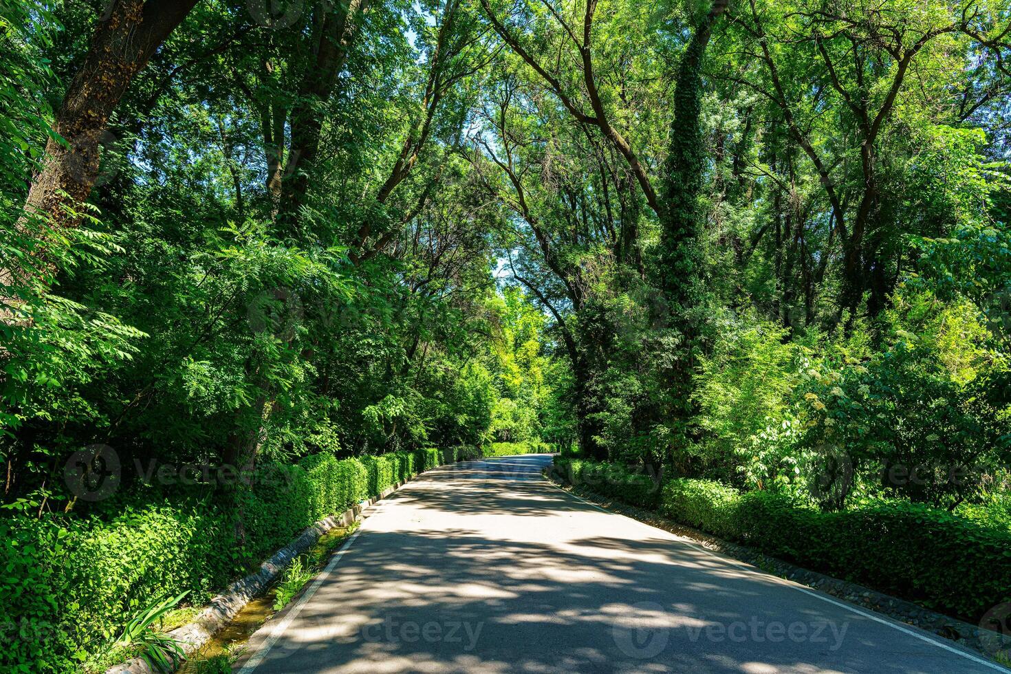 Asphalt road among the trees on a sunny day in the botanical garden. photo