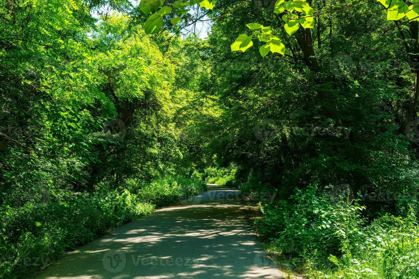 Asphalt road among the trees on a sunny day in the botanical garden. photo