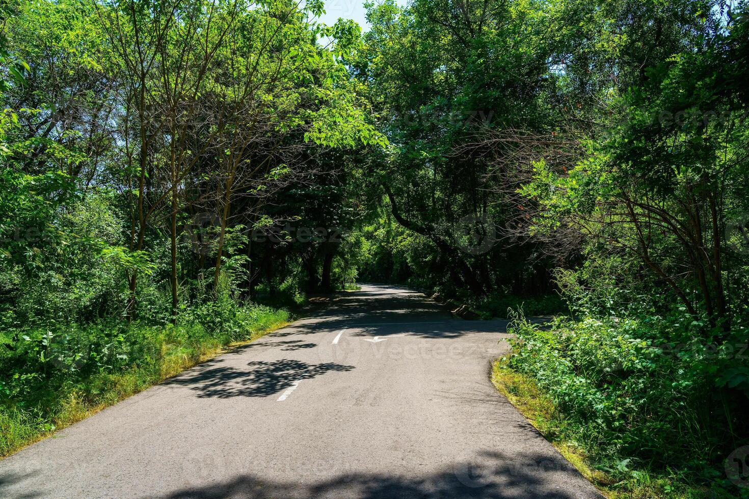 Asphalt road among the trees on a sunny day in the botanical garden. photo