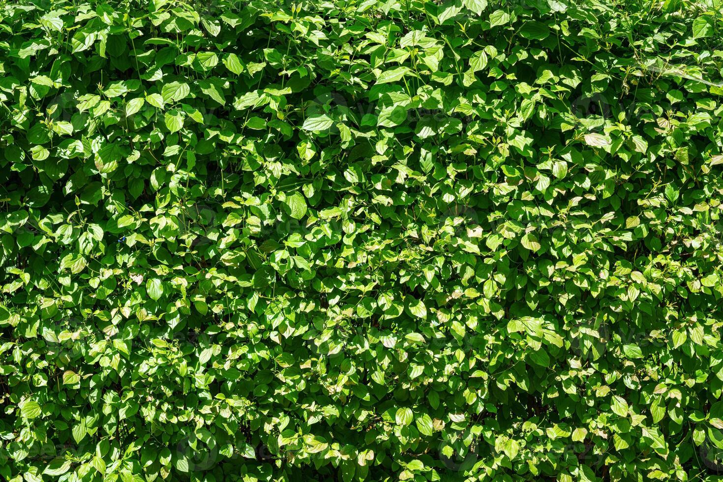 Decorative wall from a plant with green leaves. Natural pattern. Abstract background. Landscaping. photo