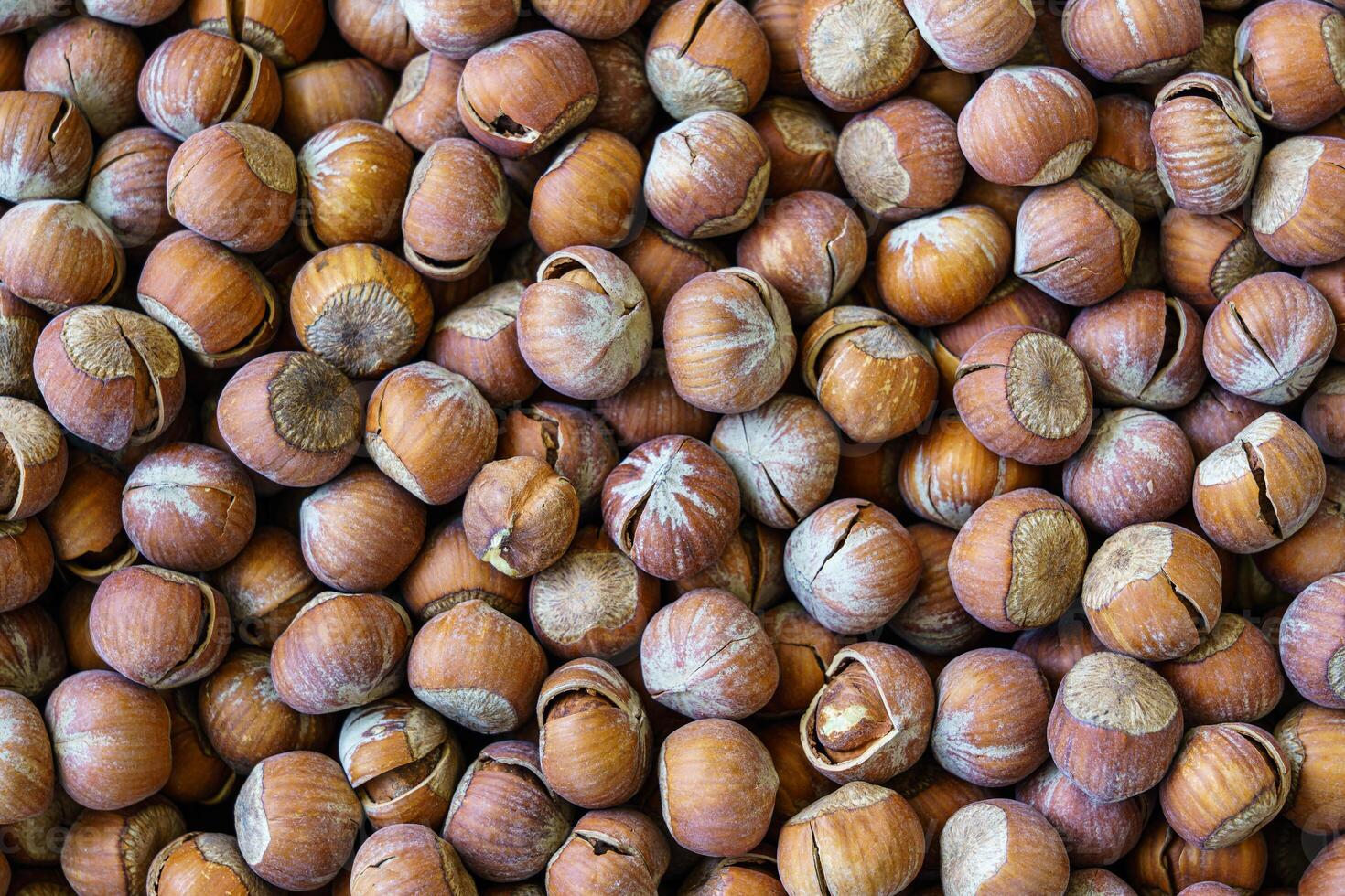 The texture of a heap of hazelnuts in the shell. Background of healthy plant vegan food. Nuts. photo