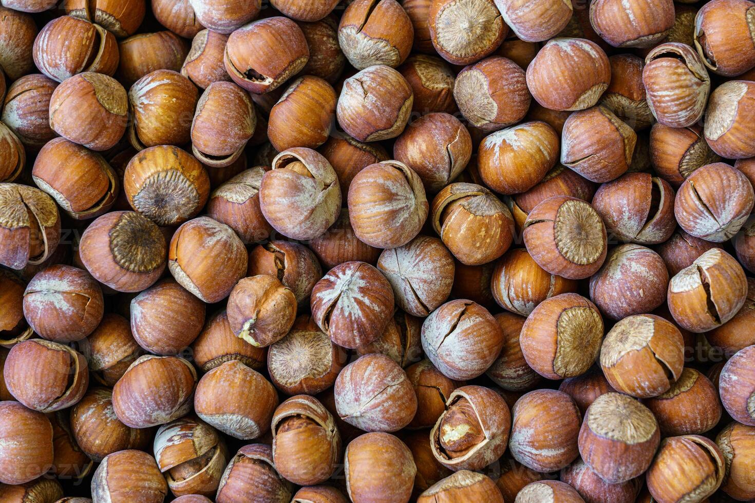 The texture of a heap of hazelnuts in the shell. Background of healthy plant vegan food. Nuts. photo