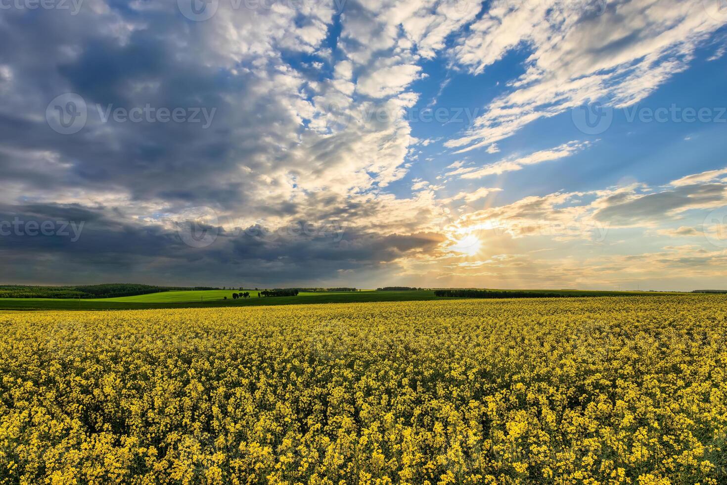 The sun breaking through storm clouds in a flowering rapeseed field. photo