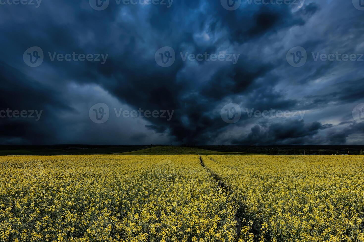 An approaching thunderstorm in a flowering rapeseed field. photo