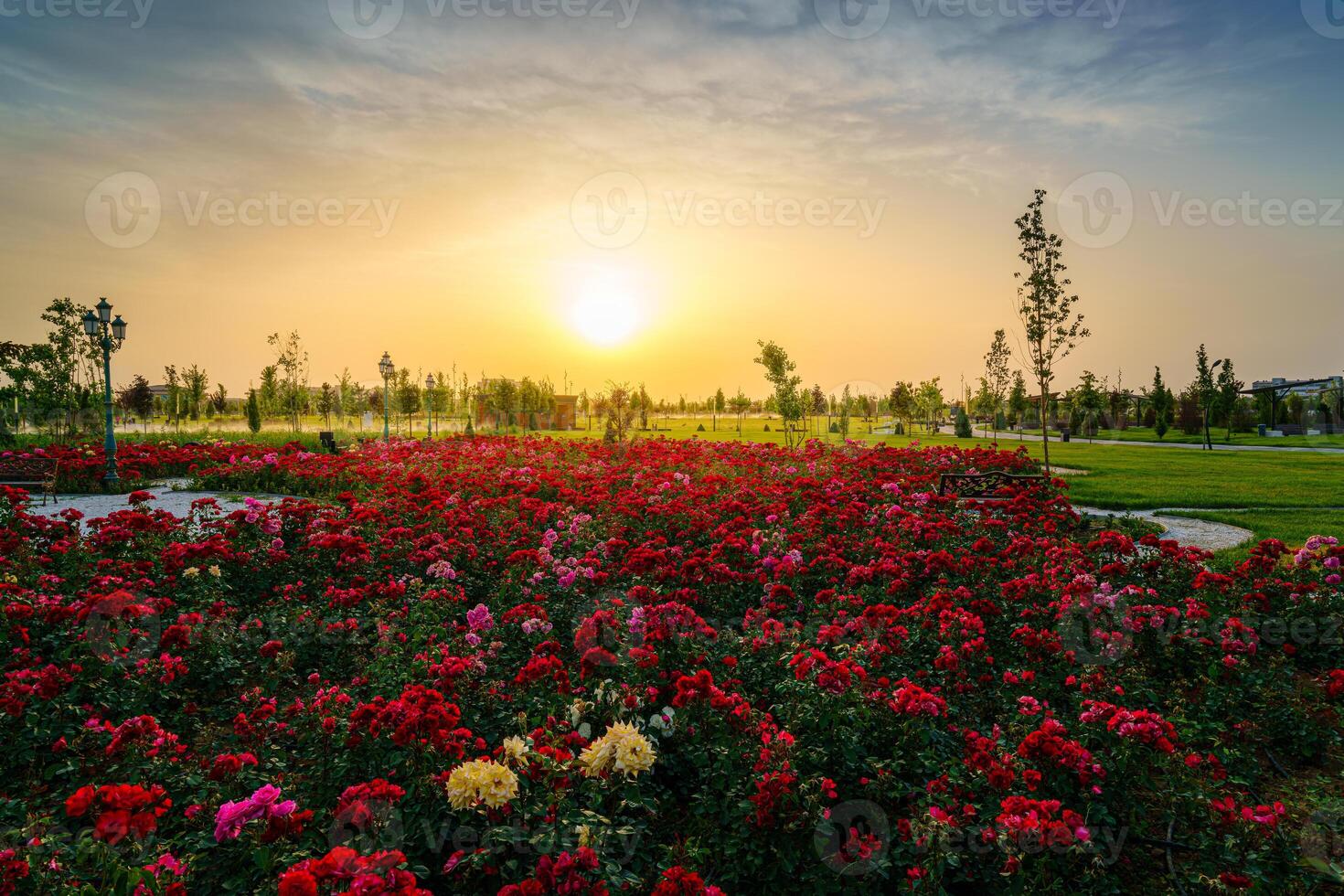 City park in early summer or spring with red blooming roses on a foreground and cloudy sky on a sunset or sunrise at summertime. photo