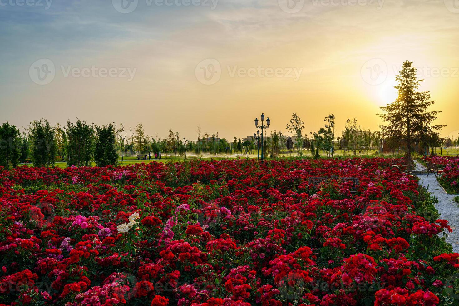 ciudad parque en temprano verano o primavera con rojo floreciente rosas en un primer plano y nublado cielo en un puesta de sol o amanecer a Hora de verano. foto