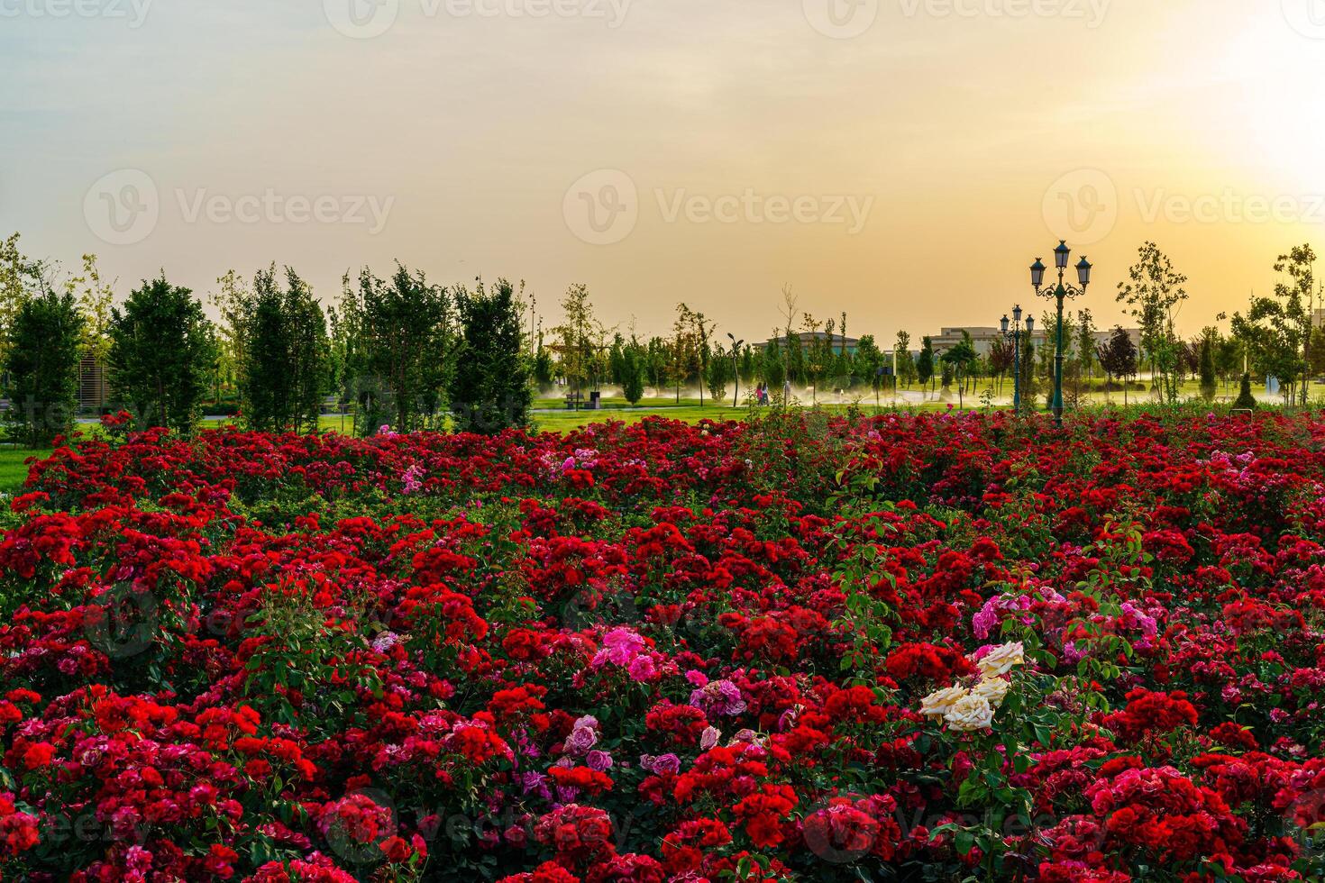 ciudad parque en temprano verano o primavera con rojo floreciente rosas en un primer plano y nublado cielo en un puesta de sol o amanecer a Hora de verano. foto