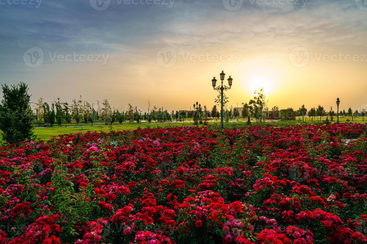 ciudad parque en temprano verano o primavera con rojo floreciente rosas en un primer plano y nublado cielo en un puesta de sol o amanecer a Hora de verano. foto