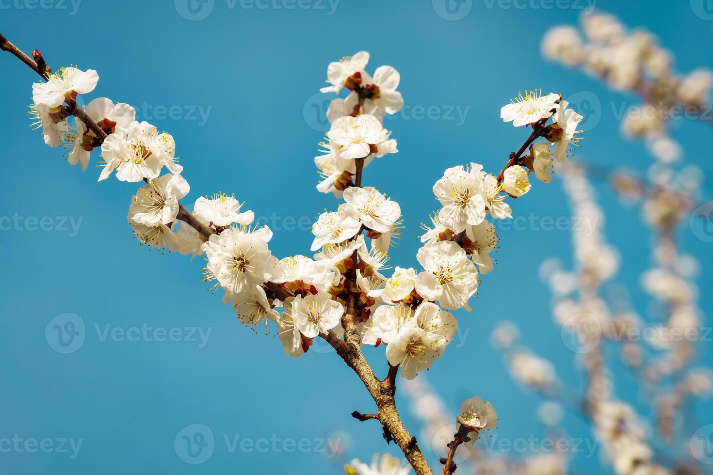 Cherry blossom branches illuminated by sunlight in spring. photo