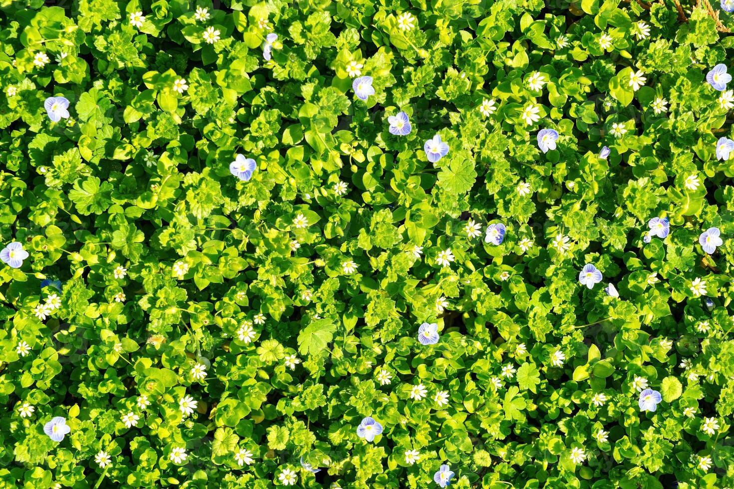 Pattern of small spring wildflowers illuminated by the sun. Natural background. photo