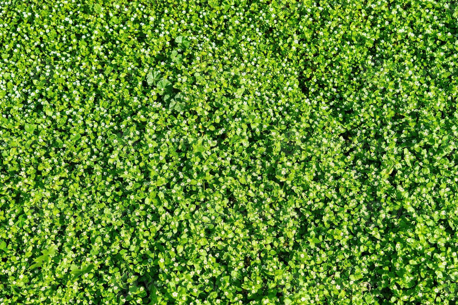 modelo de pequeño primavera flores silvestres iluminado por el Dom. natural antecedentes. foto