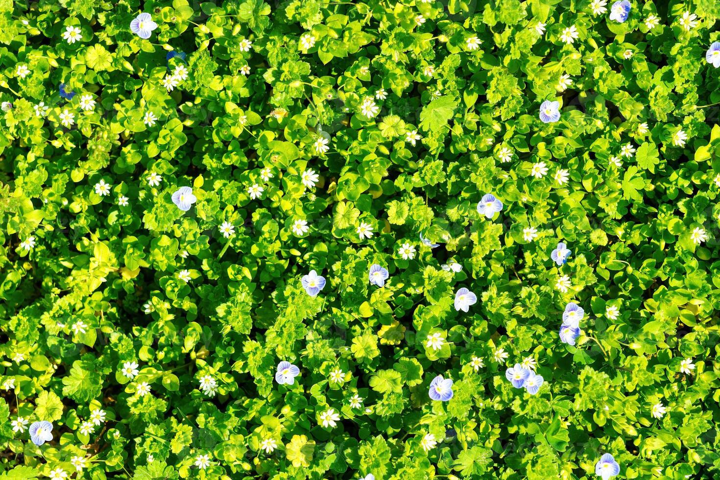 Pattern of small spring wildflowers illuminated by the sun. Natural background. photo