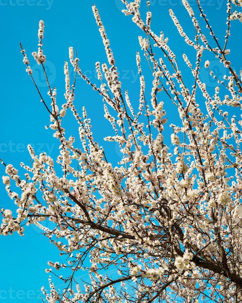 Cherry blossom branches illuminated by sunlight in spring. photo