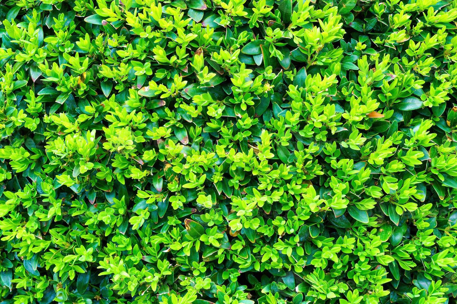 Plant with green leaves natural pattern. Abstract background. Landscaping. photo