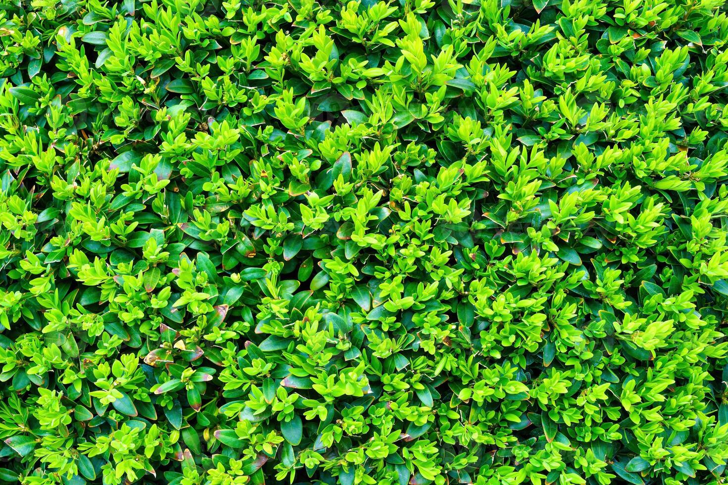 Plant with green leaves natural pattern. Abstract background. Landscaping. photo