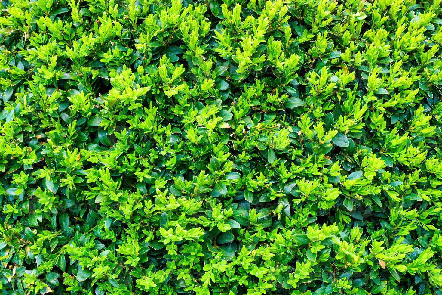 Plant with green leaves natural pattern. Abstract background. Landscaping. photo