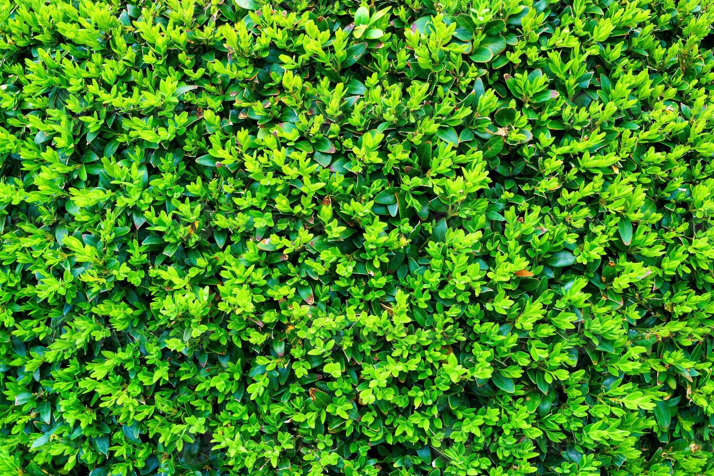 Plant with green leaves natural pattern. Abstract background. Landscaping. photo