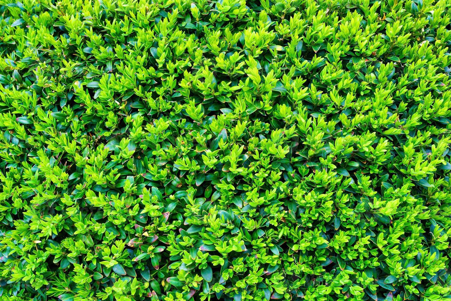 Plant with green leaves natural pattern. Abstract background. Landscaping. photo