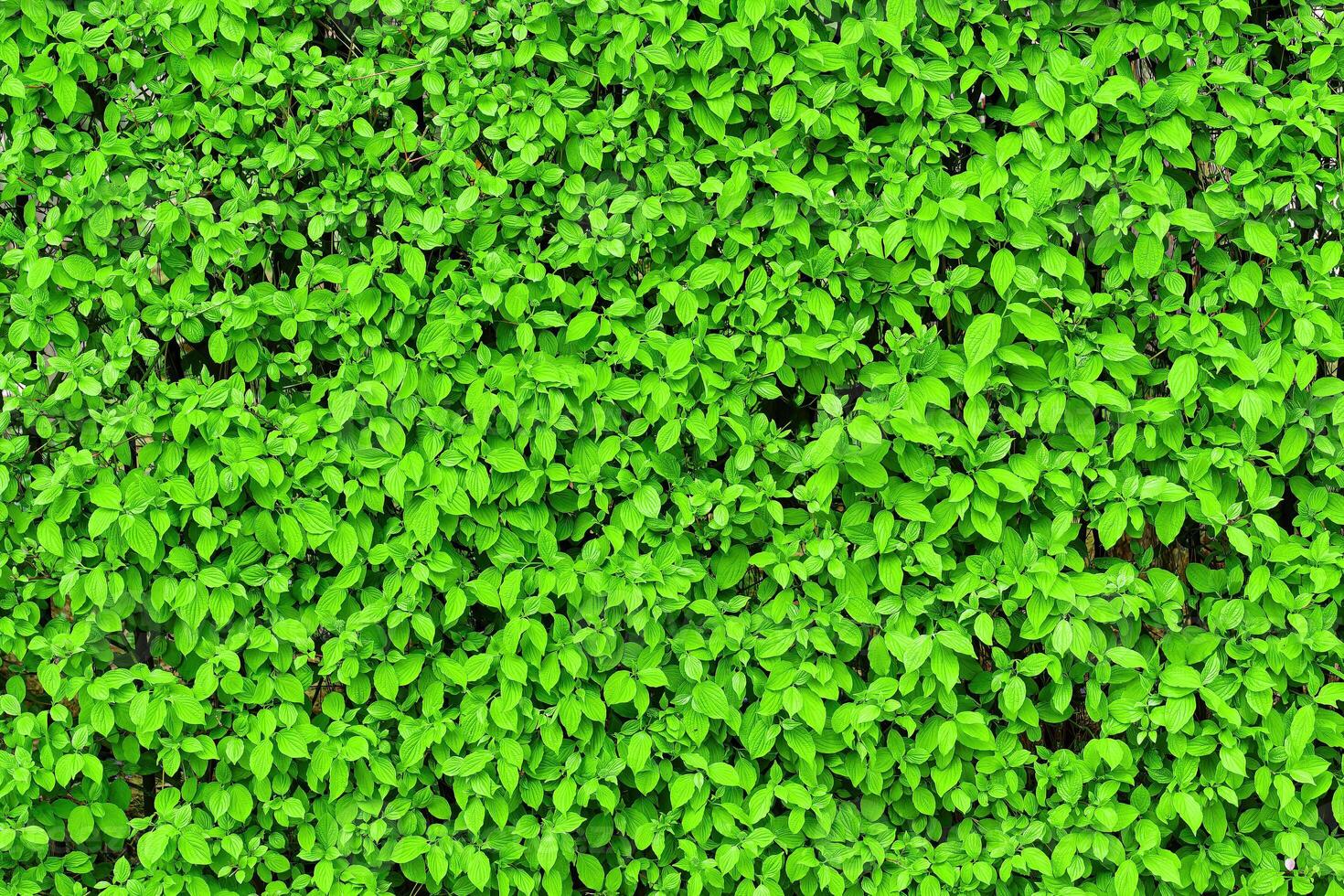 Decorative wall from a plant with green leaves. Natural pattern. Abstract background. Landscaping. photo