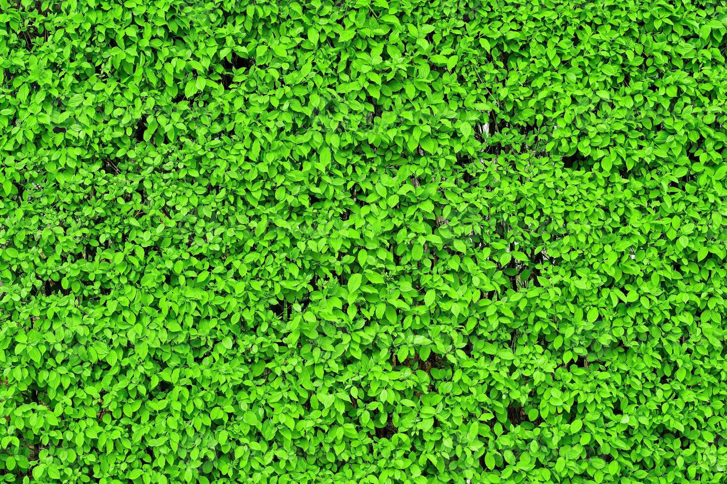 Decorative wall from a plant with green leaves. Natural pattern. Abstract background. Landscaping. photo