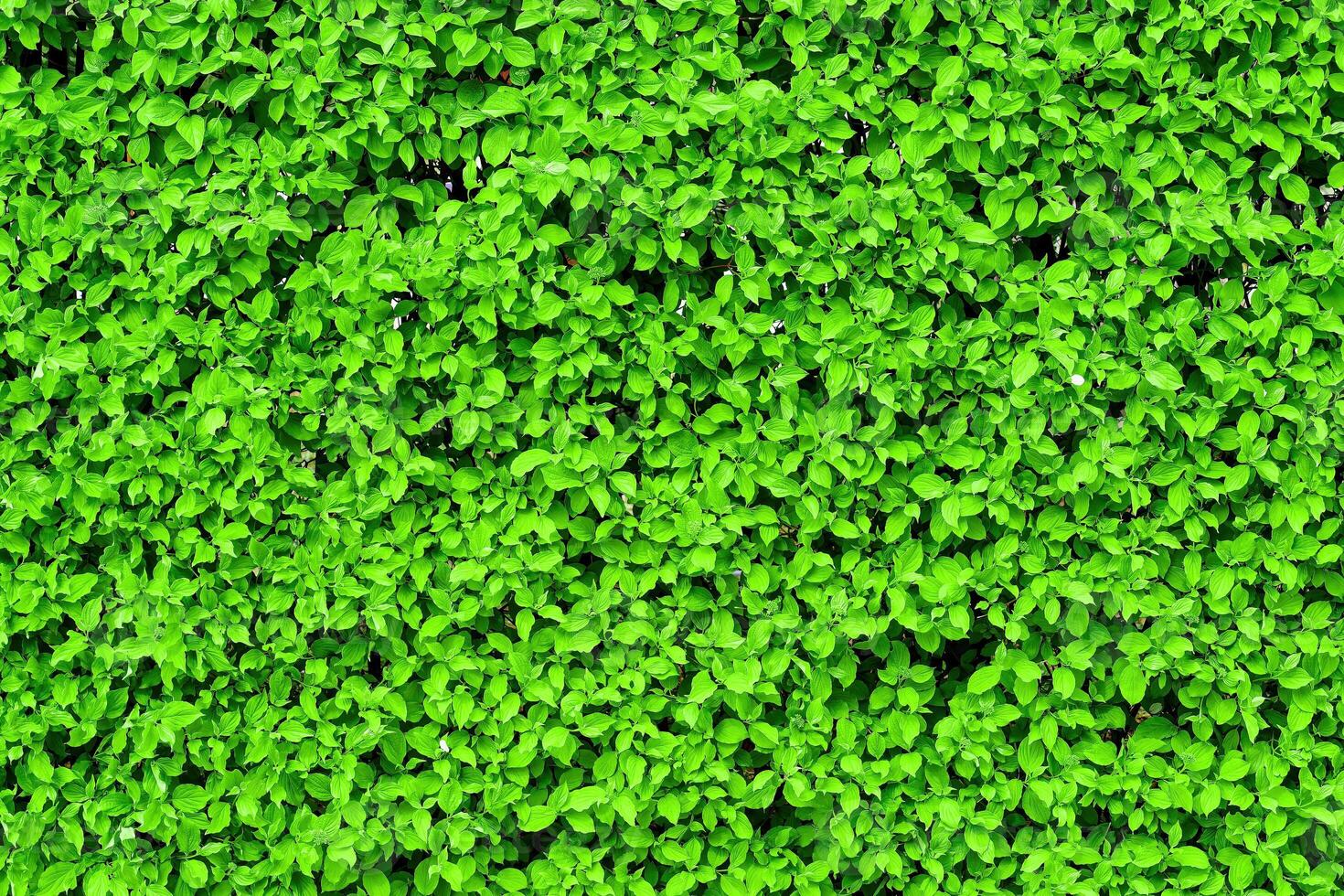 Decorative wall from a plant with green leaves. Natural pattern. Abstract background. Landscaping. photo