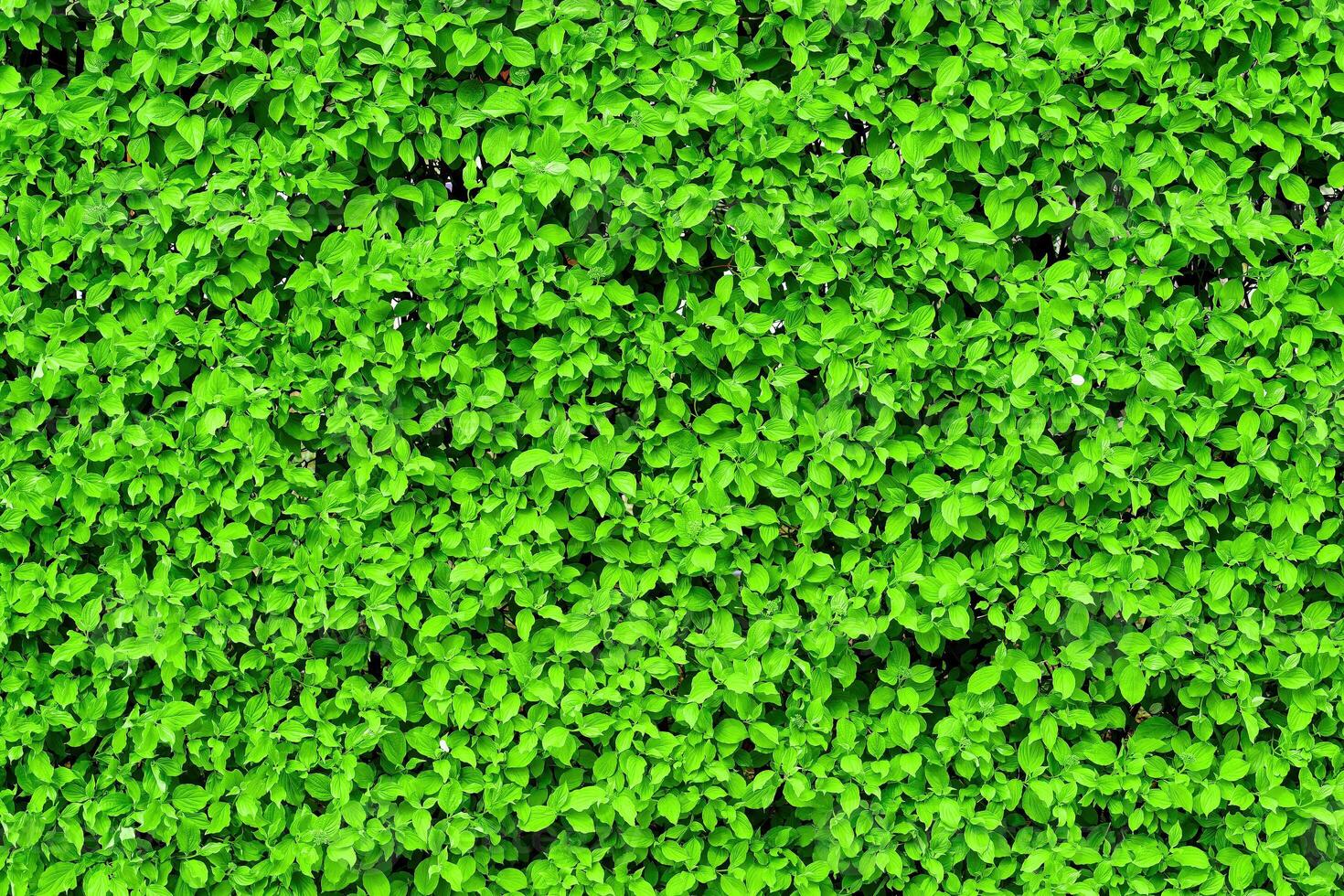 Decorative wall from a plant with green leaves. Natural pattern. Abstract background. Landscaping. photo