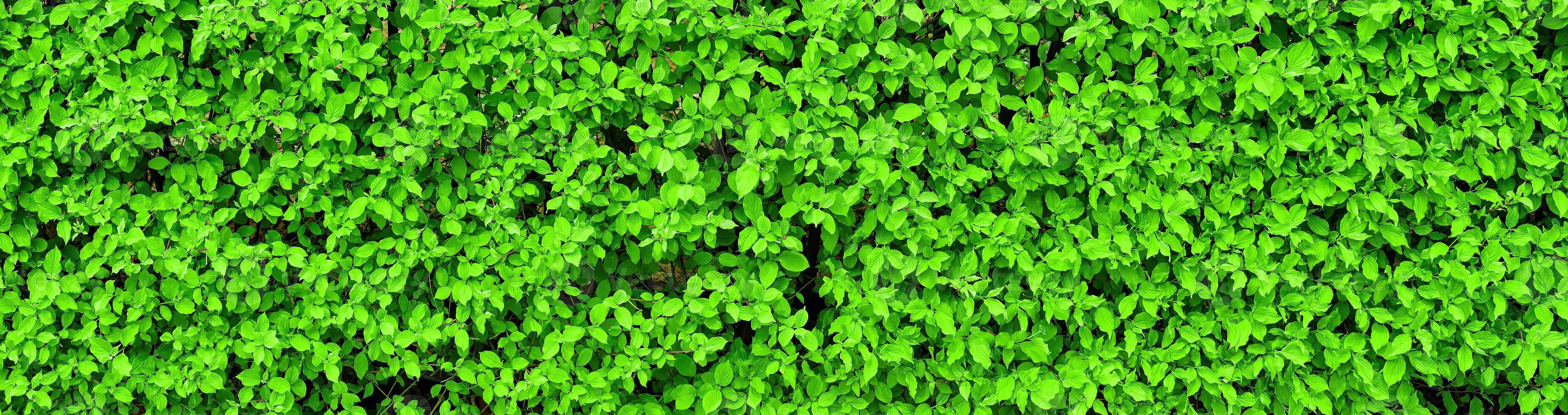 Decorative wall from a plant with green leaves. Natural pattern. Abstract background. Landscaping. photo