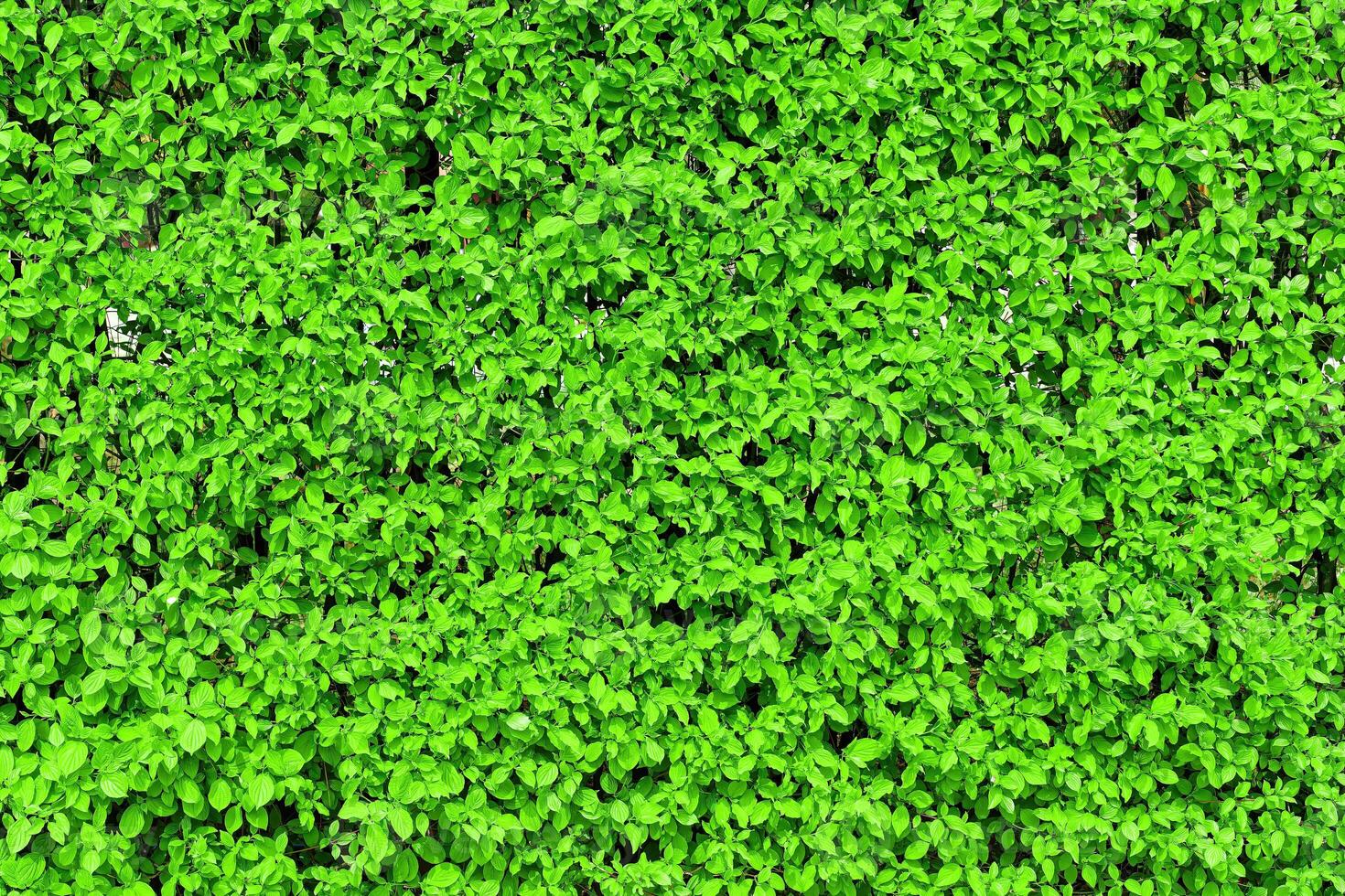 Decorative wall from a plant with green leaves. Natural pattern. Abstract background. Landscaping. photo