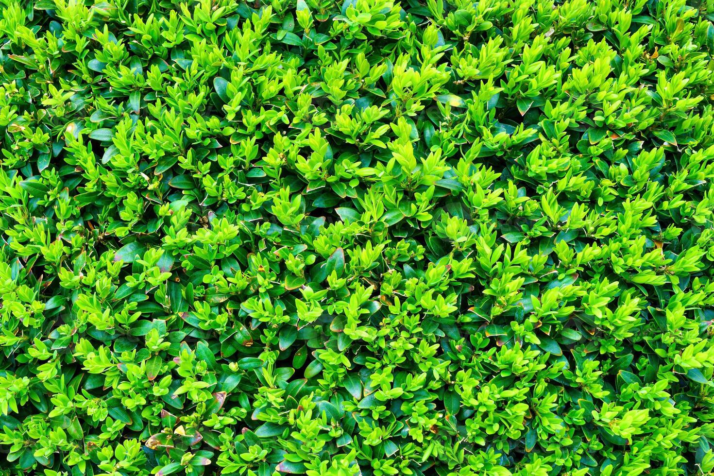 Plant with green leaves natural pattern. Abstract background. Landscaping. photo