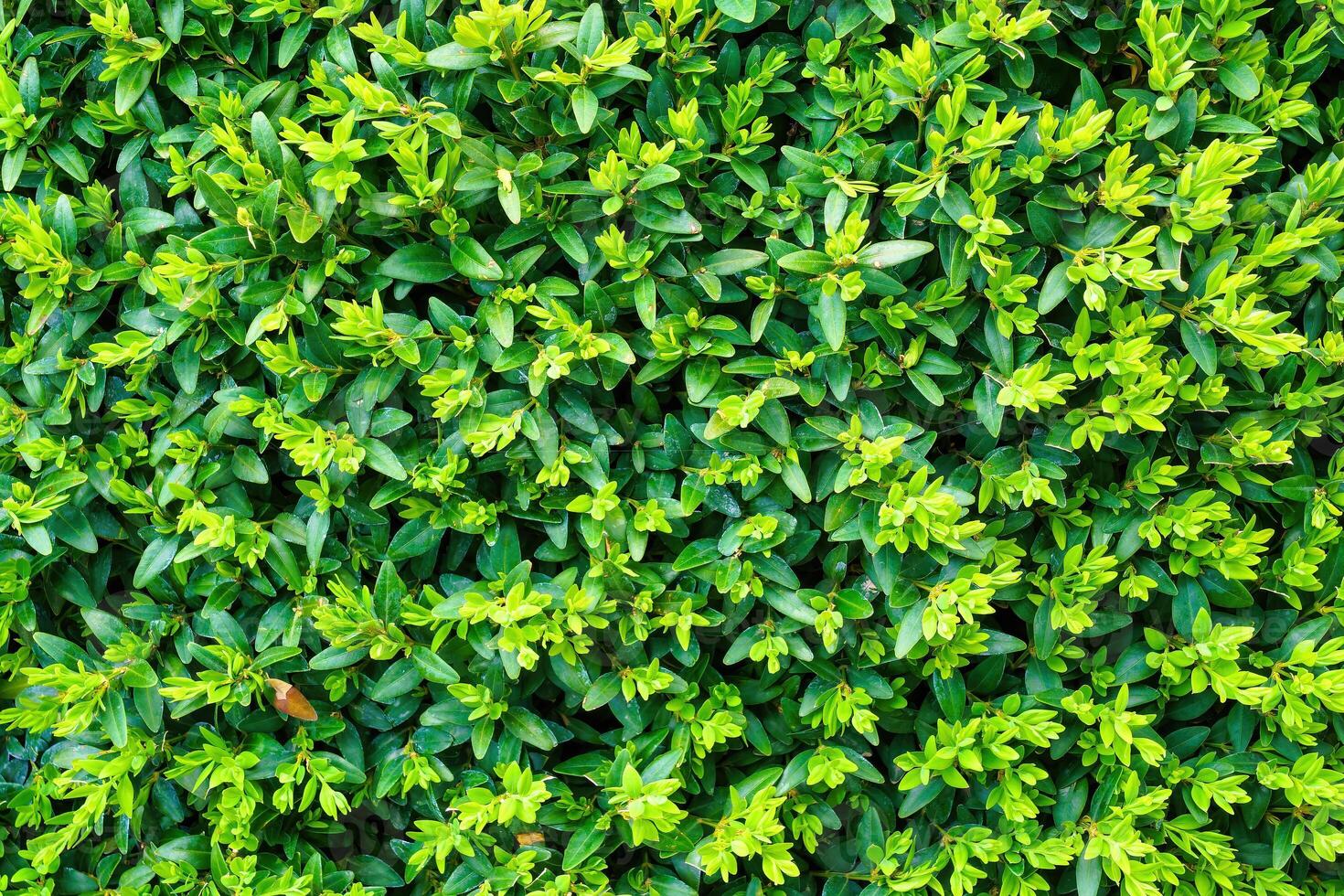 Plant with green leaves natural pattern. Abstract background. Landscaping. photo