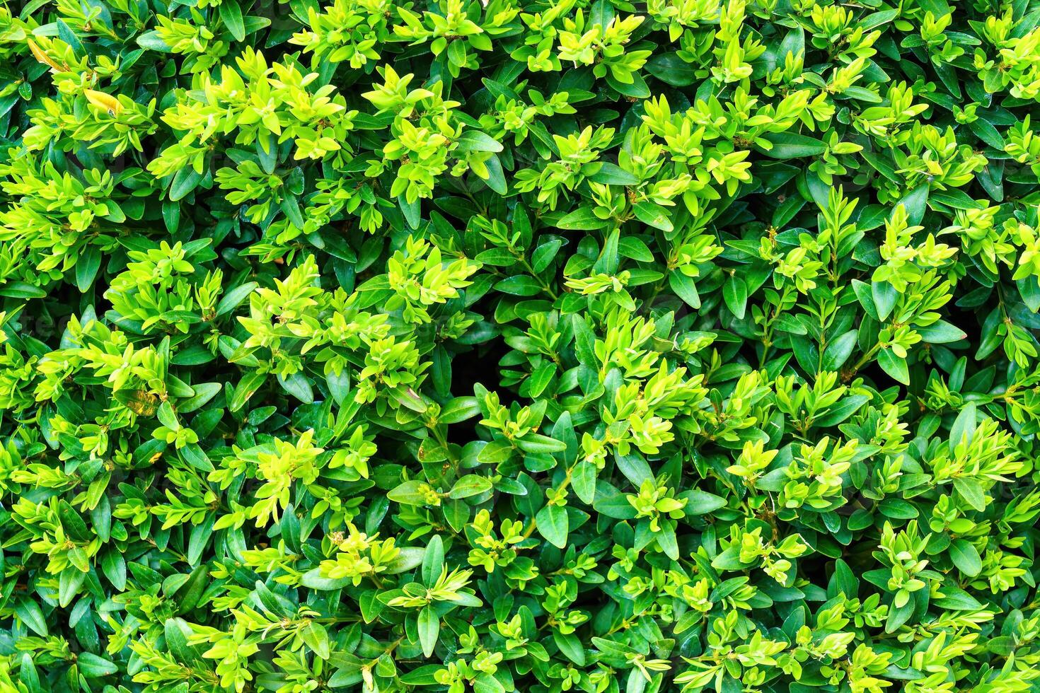 Plant with green leaves natural pattern. Abstract background. Landscaping. photo