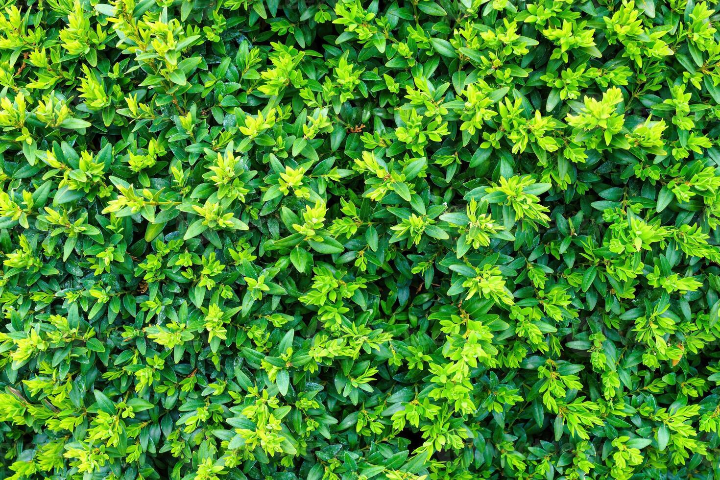 Plant with green leaves natural pattern. Abstract background. Landscaping. photo