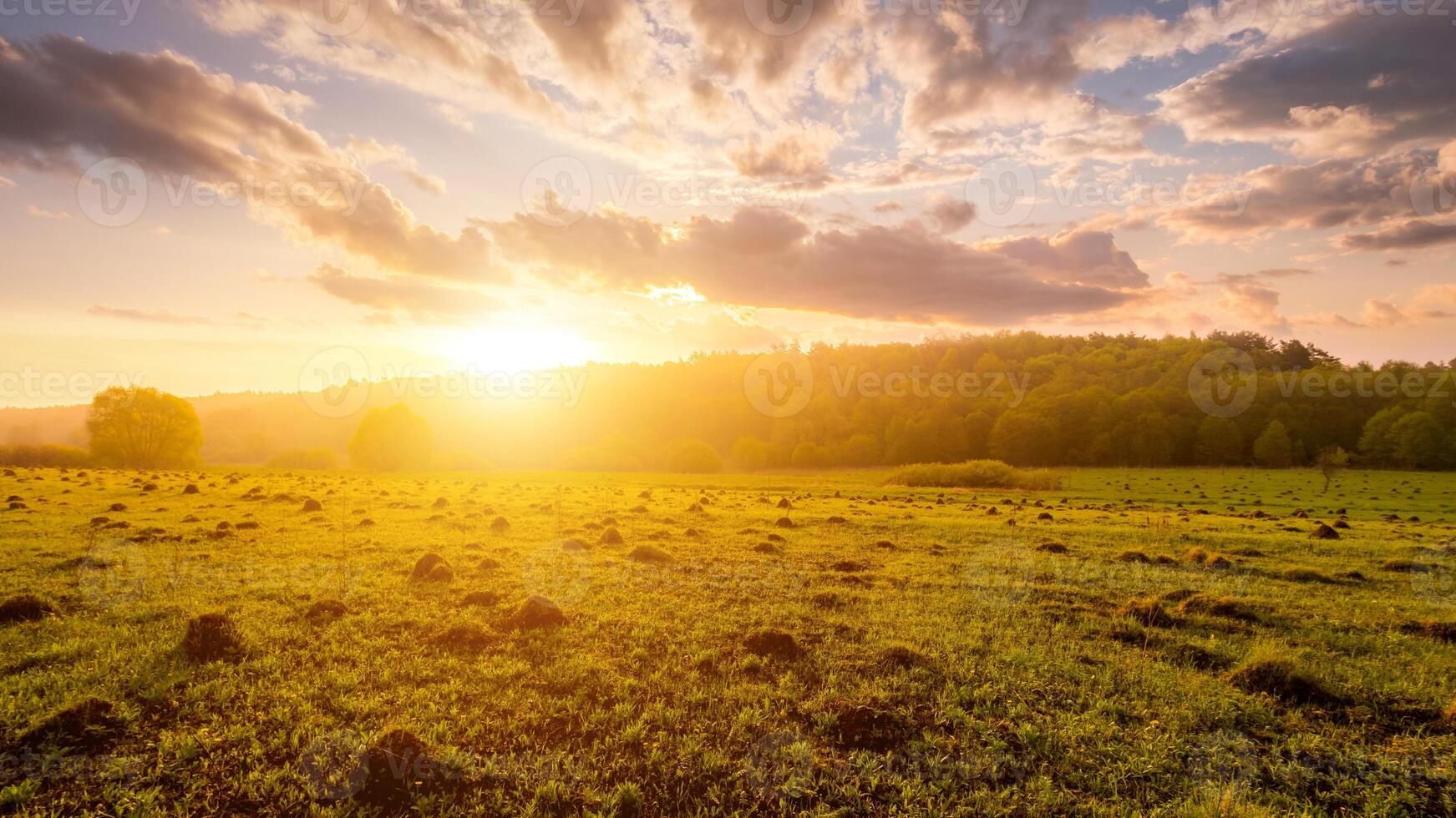 Sunset or dawn in a field with green grass and willows in the background. Early summer or spring. photo