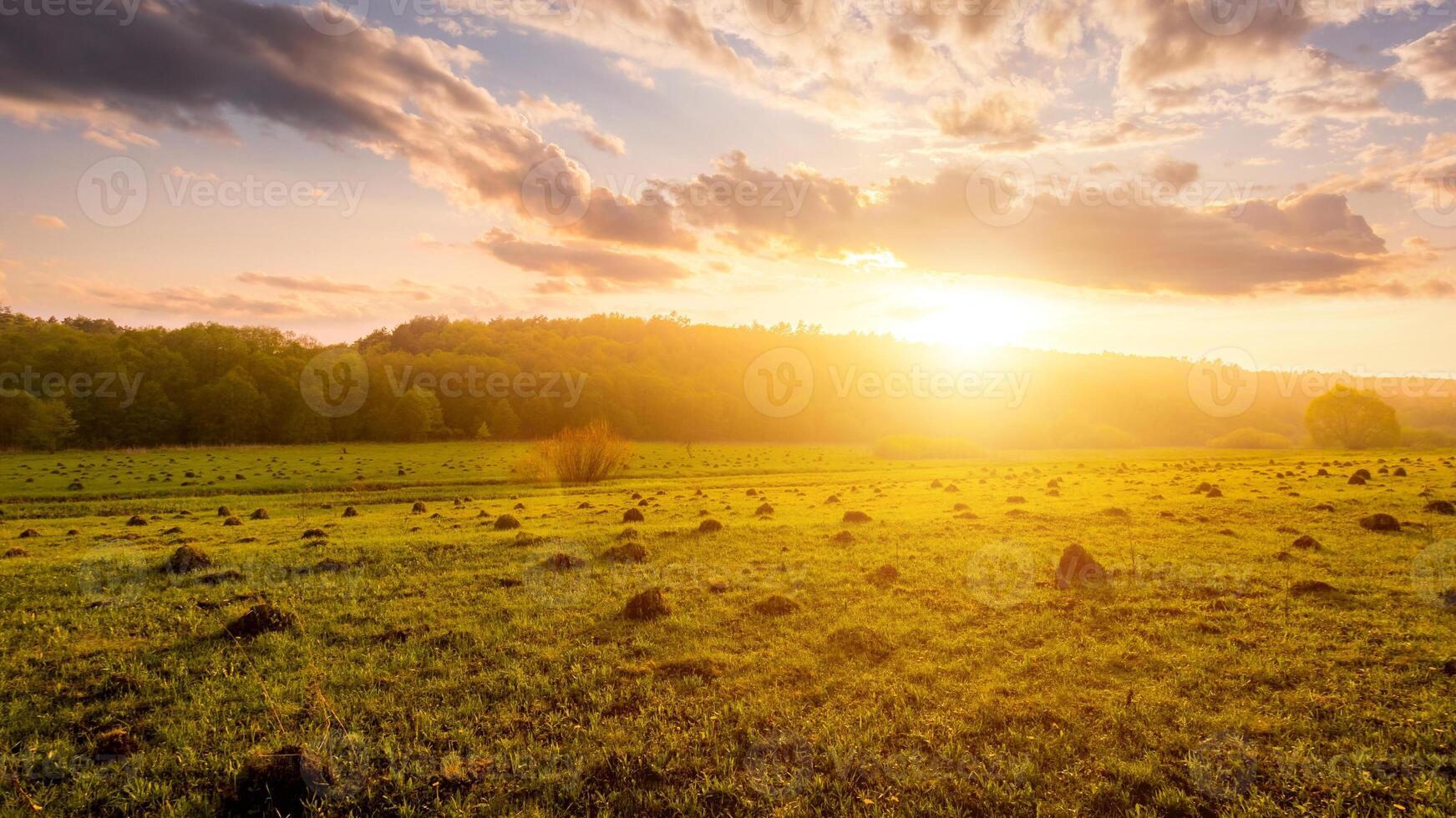 Sunset or dawn in a field with green grass and willows in the background. Early summer or spring. photo