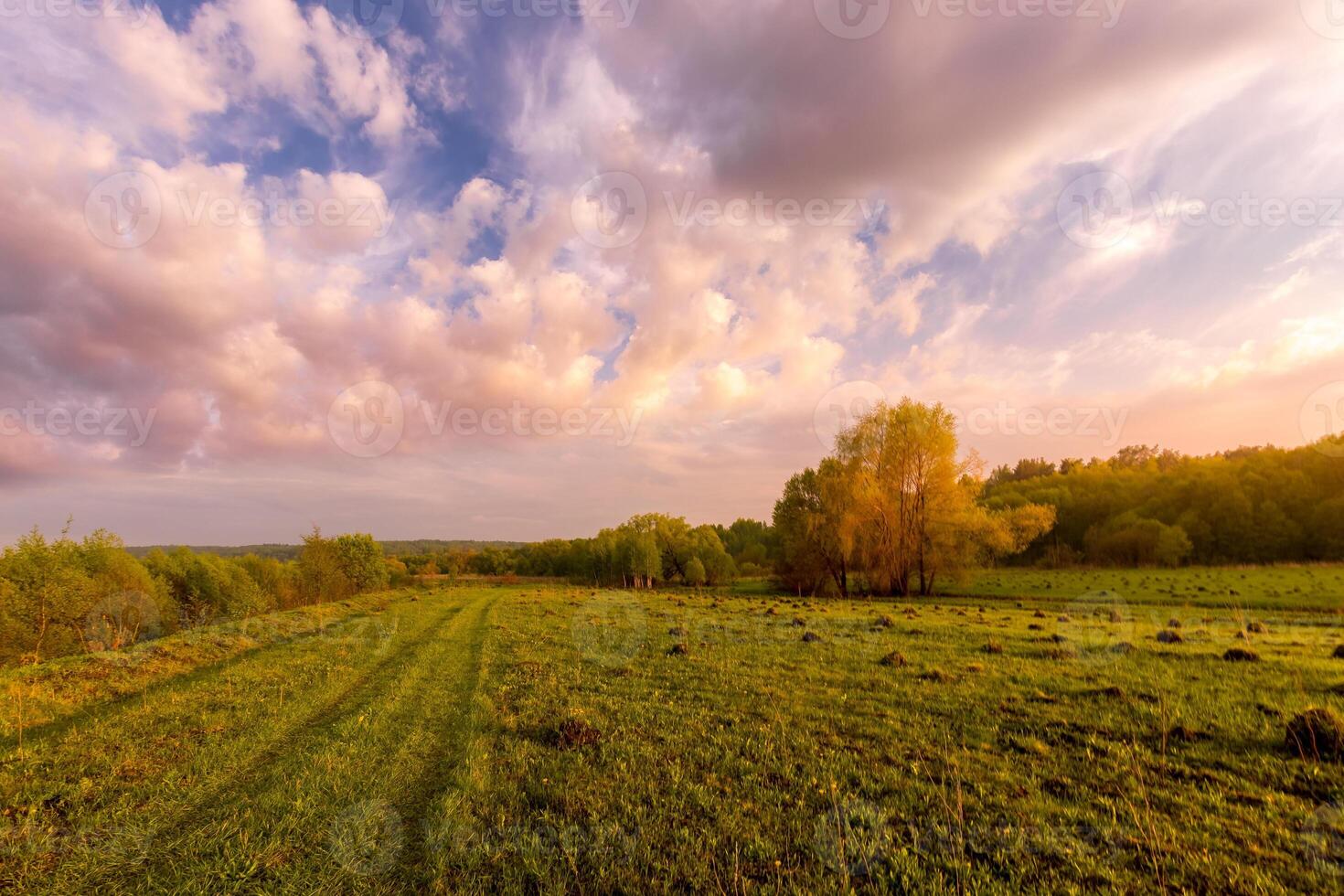 Sunset or dawn in a field with green grass and willows in the background. Early summer or spring. photo