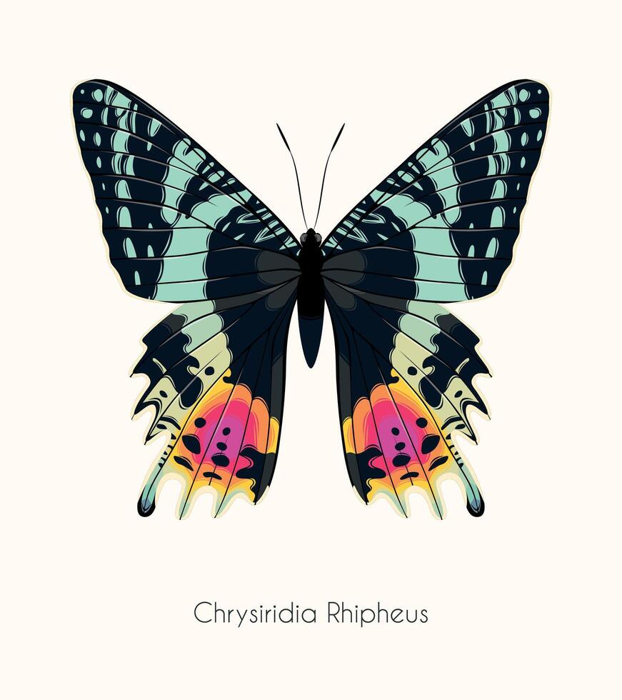 Illustration of high detailed tropical butterfly isolated on neutral background vector